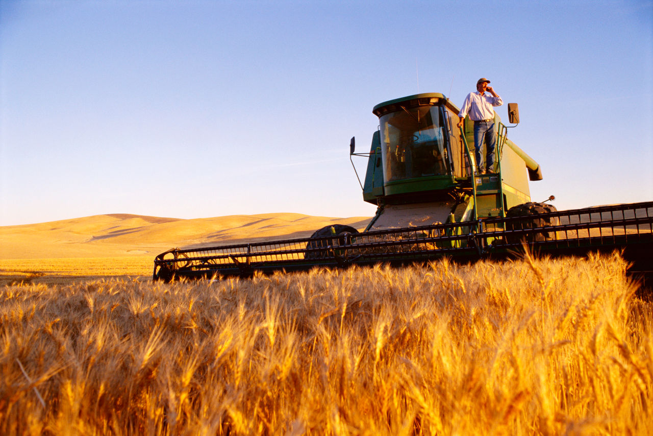Farmer talking on a cell phone standing on his harvester in a wheat field.